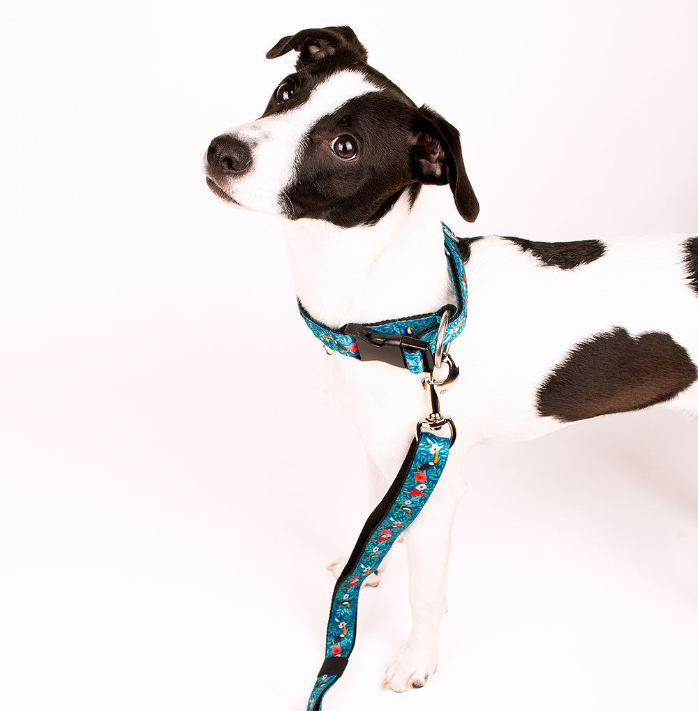 Perro con Collar y Correa de Natura - Chaló Chaló